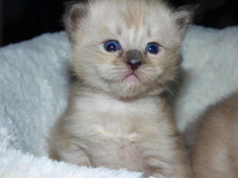 O'MALLEY L'Eden du Gival Mâle Ragdoll O'MALLEY L'Eden du Gival Mâle Ragdoll