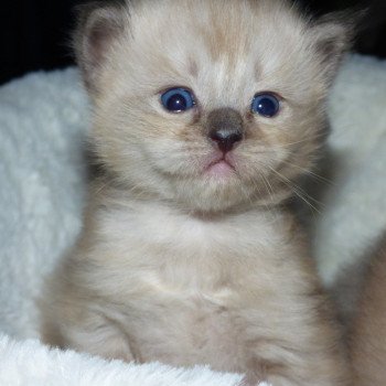 chaton Ragdoll seal mink O'MALLEY L'Eden du Gival