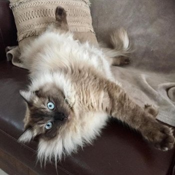 chaton Ragdoll seal mink O'MALLEY L'Eden du Gival