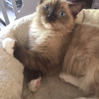 chaton Ragdoll ONYX L'Eden du Gival