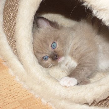 chaton Ragdoll ONYX L'Eden du Gival