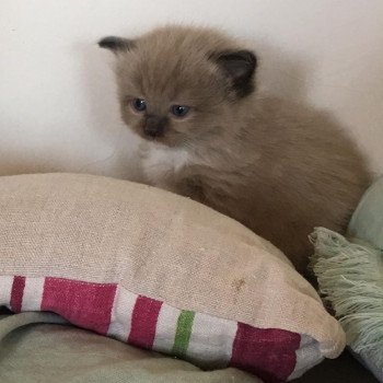 chaton Ragdoll ONYX L'Eden du Gival