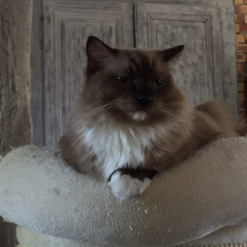 chaton Ragdoll ONYX L'Eden du Gival