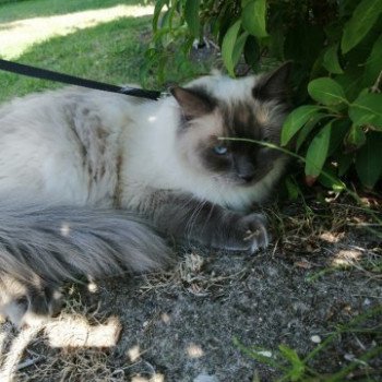 chaton Ragdoll OPALE L'Eden du Gival