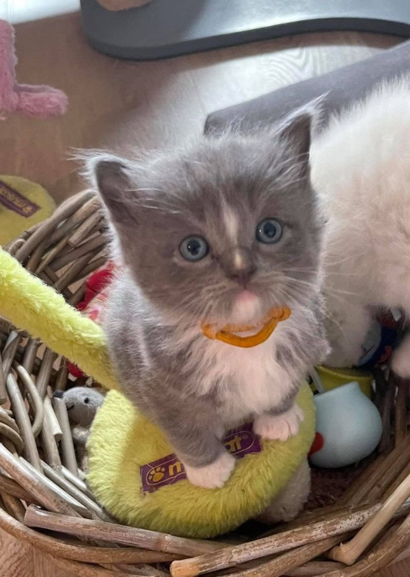 SIRIUS de L'Eden du Gival Mâle Ragdoll SIRIUS de L'Eden du Gival Mâle Ragdoll