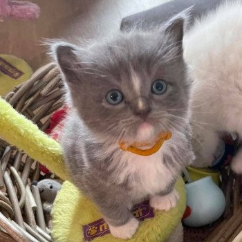 chaton Ragdoll blue mitted SIRIUS Les Ragdolls De L'Eden du Gival