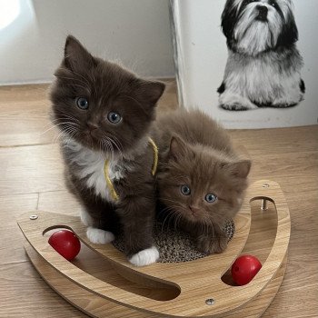 chaton Ragdoll chocolate mitted VINICIUS EI L'Eden du Gival