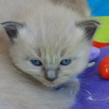 chaton Ragdoll blue sepia ORION L'Eden du Gival