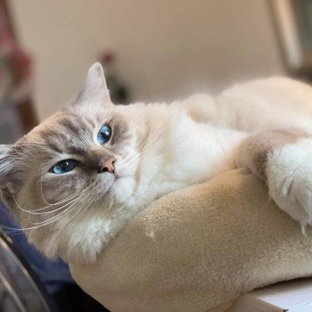 chaton Ragdoll blue tabby point mitted ORYION L'Eden du Gival