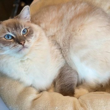 chaton Ragdoll blue tabby point mitted ORYION L'Eden du Gival