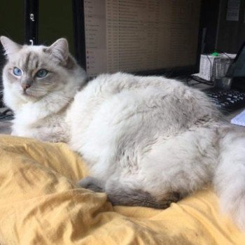 chaton Ragdoll blue tabby point mitted ORYION L'Eden du Gival