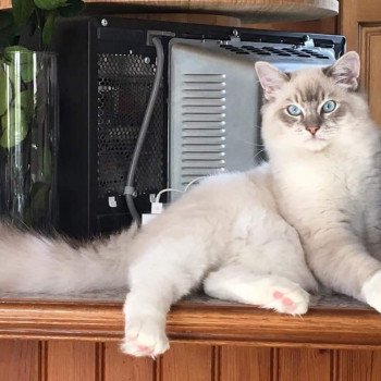 chaton Ragdoll blue tabby point mitted ORYION L'Eden du Gival