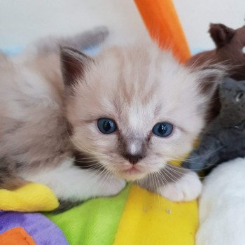 chaton Ragdoll seal mink mitted OSHA L'Eden du Gival