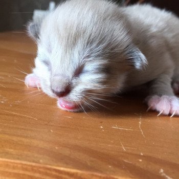 chaton Ragdoll seal mink mitted OSHA L'Eden du Gival