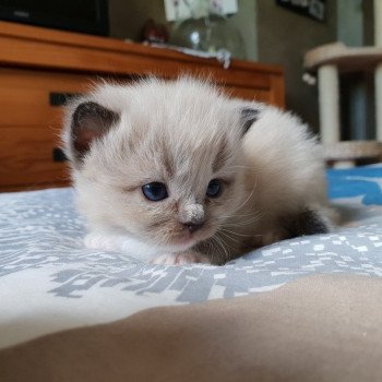 chaton Ragdoll seal mink mitted OSHA L'Eden du Gival