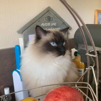 chaton Ragdoll seal point mitted OSKAR L'Eden du Gival