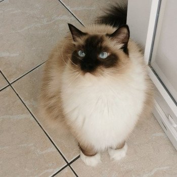 chaton Ragdoll seal point mitted OSKAR L'Eden du Gival