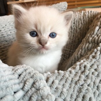 chaton Ragdoll blue tabby point OUIFI L'Eden du Gival