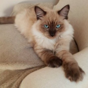 chaton Ragdoll seal mink OUPS L'Eden du Gival