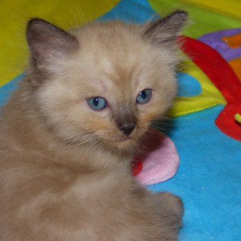 chaton Ragdoll seal mink OUPS L'Eden du Gival