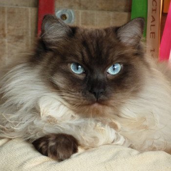 chaton Ragdoll seal mink OUPS L'Eden du Gival