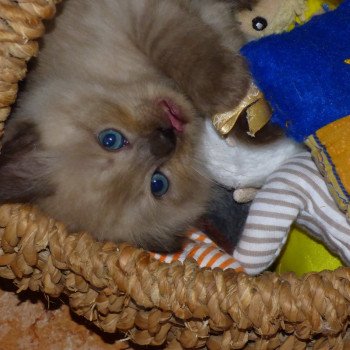 chaton Ragdoll seal mink OUPS L'Eden du Gival