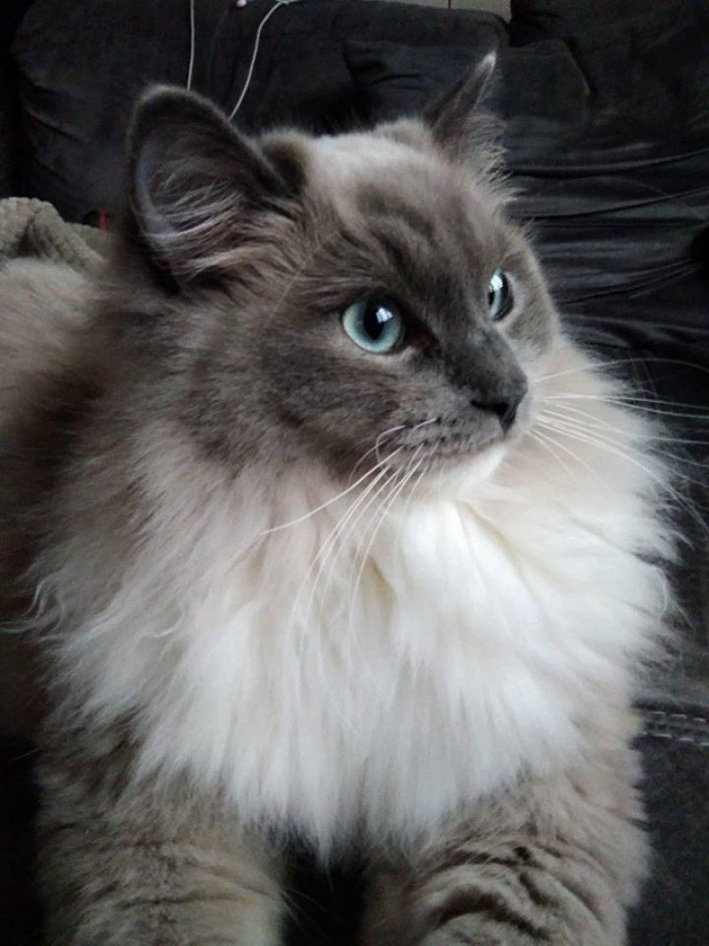 OWEN L'Eden du Gival Mâle Ragdoll