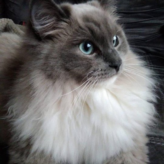 OWEN L'Eden du Gival Mâle Ragdoll