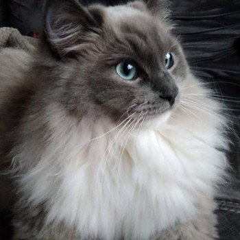 OWEN L'Eden du Gival Mâle Ragdoll