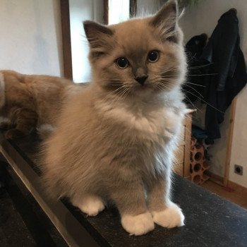 chaton Ragdoll blue mink mitted OWEN L'Eden du Gival