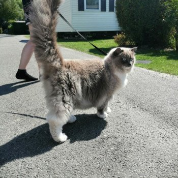 chaton Ragdoll blue mink mitted OWEN L'Eden du Gival