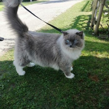 chaton Ragdoll blue mink mitted OWEN L'Eden du Gival