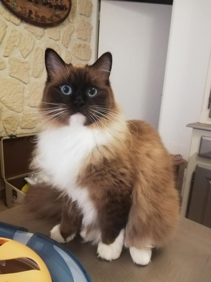 O'ZELDA L'Eden du Gival Femelle Ragdoll