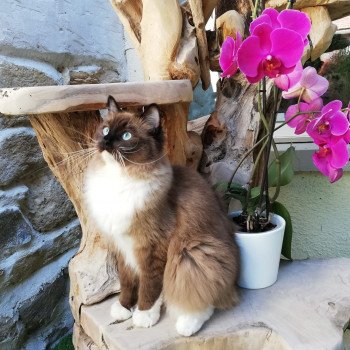 chaton Ragdoll seal mink mitted O'ZELDA L'Eden du Gival