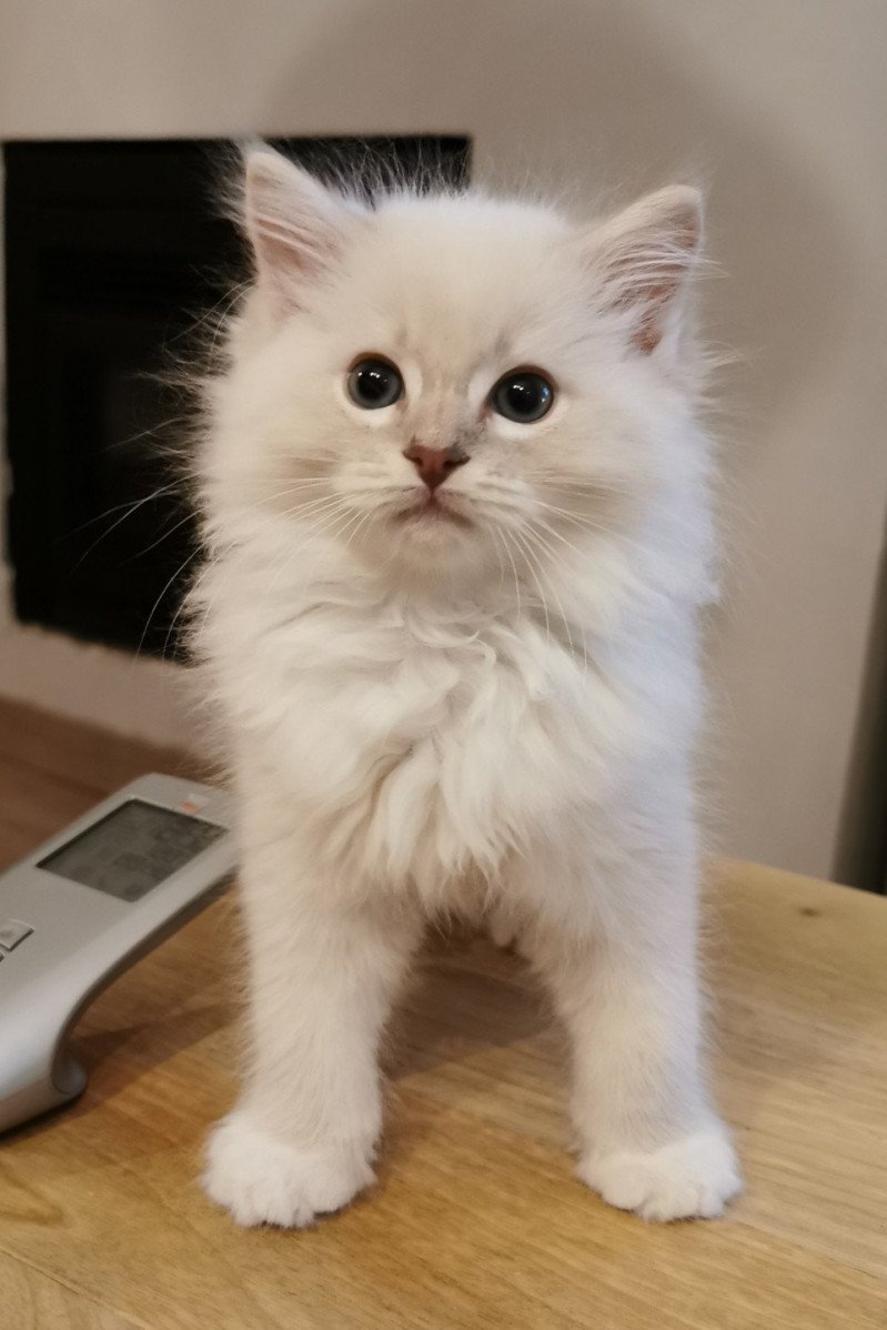 PABLO L'Eden du Gival Mâle Ragdoll PABLO L'Eden du Gival Mâle Ragdoll