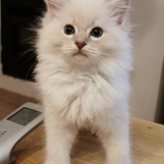 PABLO L'Eden du Gival Mâle Ragdoll