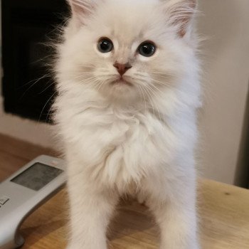 chaton Ragdoll lilac tabby point mitted PABLO L'Eden du Gival