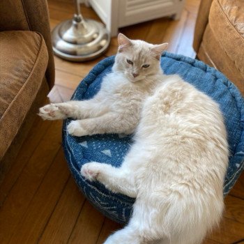 chaton Ragdoll lilac tabby point mitted PABLO L'Eden du Gival