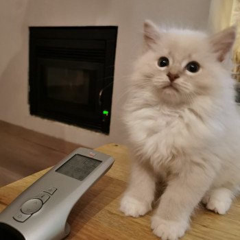 chaton Ragdoll lilac tabby point mitted PABLO L'Eden du Gival