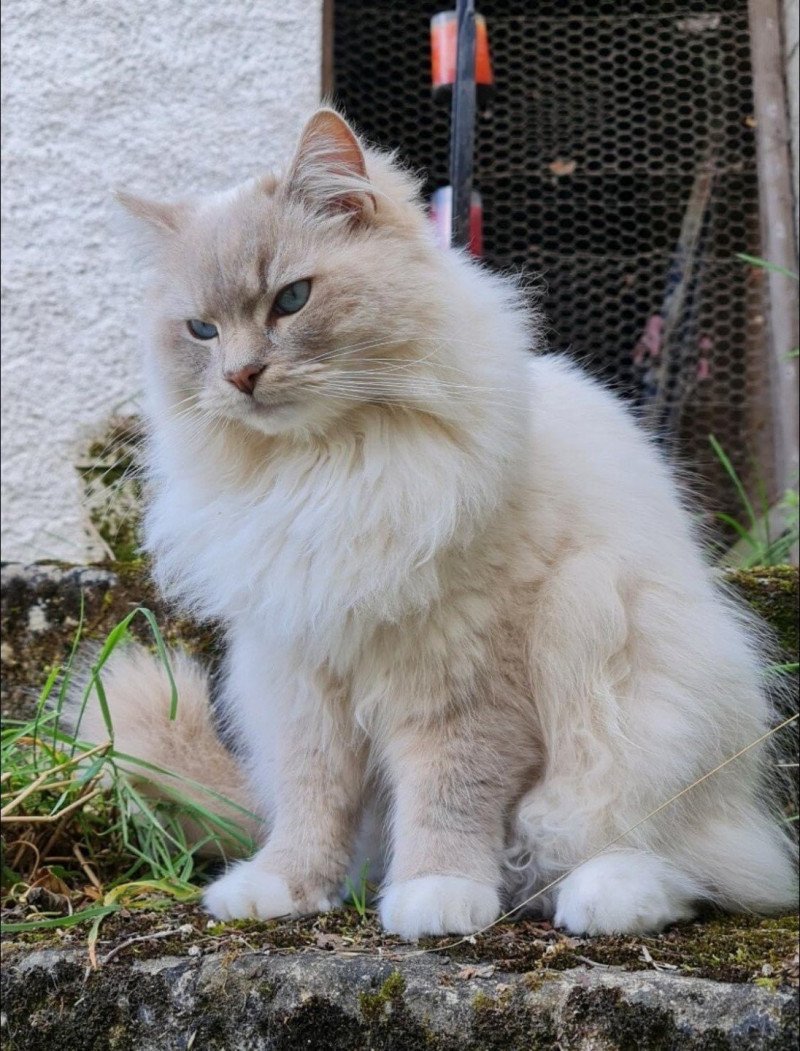 PABLO L'Eden du Gival Mâle Ragdoll