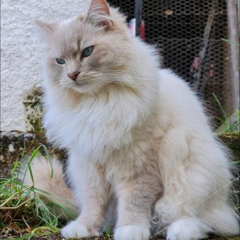 chaton Ragdoll lilac tabby point mitted PABLO EI L'Eden du Gival