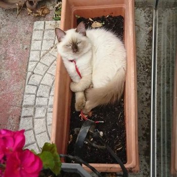 chaton Ragdoll chocolate mink PAILLETTE L'Eden du Gival