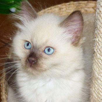 chaton Ragdoll chocolate mink PAILLETTE L'Eden du Gival