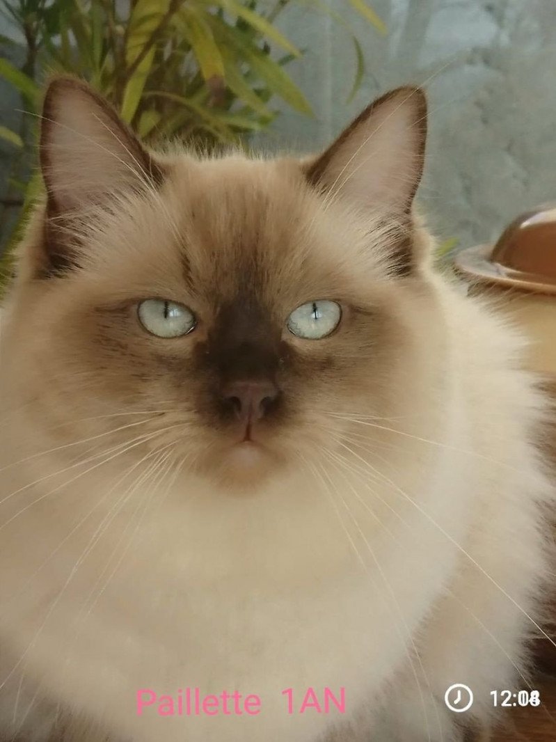 PAILLETTE L'Eden du Gival Femelle Ragdoll PAILLETTE L'Eden du Gival Femelle Ragdoll