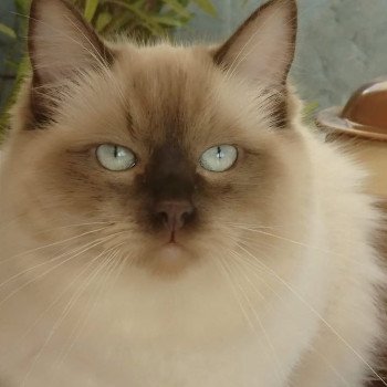 chaton Ragdoll chocolate mink PAILLETTE L'Eden du Gival