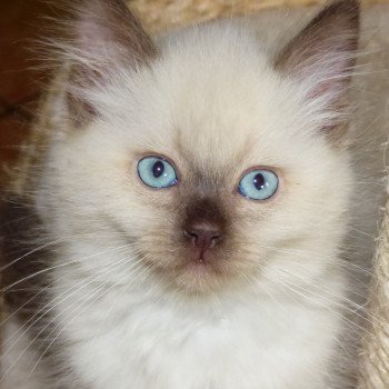 chaton Ragdoll chocolate mink PAILLETTE L'Eden du Gival