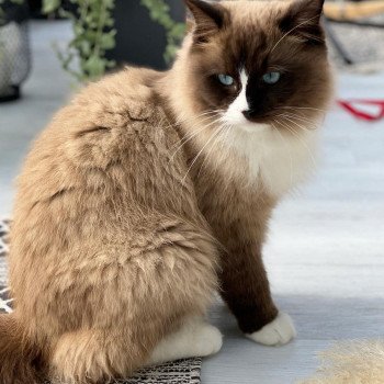 chaton Ragdoll PAKO L'Eden du Gival