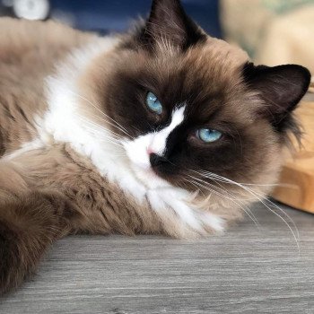 chaton Ragdoll PAKO L'Eden du Gival