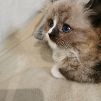 chaton Ragdoll PAKO L'Eden du Gival