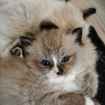 chaton Ragdoll PAKO L'Eden du Gival